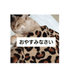 猫と爬虫類（個別スタンプ：8）