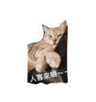 Taiwan-born American cat.（個別スタンプ：3）