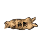 Taiwan-born American cat.（個別スタンプ：4）