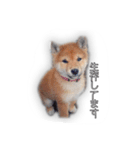 Shiba YUKINO（個別スタンプ：8）