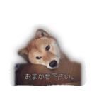 Shiba YUKINO（個別スタンプ：10）