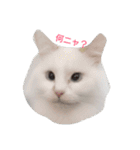 MASHIRO CAT（個別スタンプ：1）