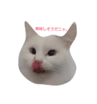 MASHIRO CAT（個別スタンプ：2）