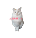 MASHIRO CAT（個別スタンプ：3）