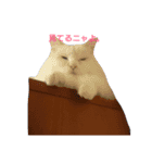MASHIRO CAT（個別スタンプ：4）