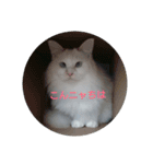 MASHIRO CAT（個別スタンプ：5）