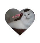 MASHIRO CAT（個別スタンプ：6）