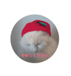MASHIRO CAT（個別スタンプ：7）