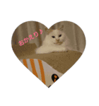 MASHIRO CAT（個別スタンプ：8）