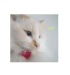 MASHIRO CAT（個別スタンプ：10）