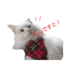 MASHIRO CAT（個別スタンプ：11）