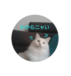 MASHIRO CAT（個別スタンプ：13）