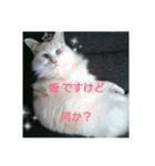 MASHIRO CAT（個別スタンプ：15）