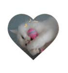 MASHIRO CAT（個別スタンプ：16）