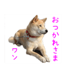 柴犬87 その1（個別スタンプ：5）