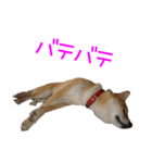 柴犬87 その1（個別スタンプ：11）