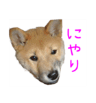 柴犬87 その1（個別スタンプ：32）