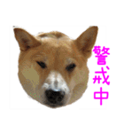 柴犬87 その1（個別スタンプ：38）