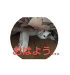 イケメン猫たちのクールなスタンプ（個別スタンプ：5）