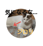 イケメン猫たちのクールなスタンプ（個別スタンプ：10）