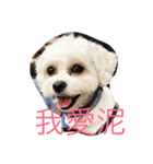 DuoDuoDog（個別スタンプ：1）