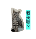 Catcrazy Lives2（個別スタンプ：10）