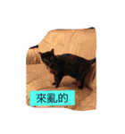 Catcrazy Lives2（個別スタンプ：14）