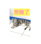 Catcrazy Lives2（個別スタンプ：17）