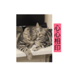 Catcrazy Lives2（個別スタンプ：24）