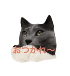 ねこねこブルー（個別スタンプ：1）