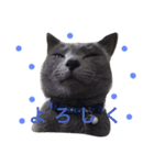 ねこねこブルー（個別スタンプ：3）