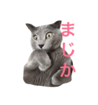 ねこねこブルー（個別スタンプ：6）