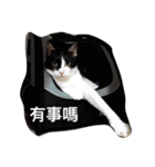 Olley Cat（個別スタンプ：1）