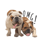 House_of_bulldogs Bangkok Thailand（個別スタンプ：14）