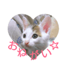 にゃるまげスタンプ2（個別スタンプ：12）