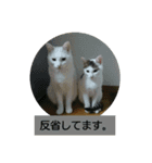 にゃるまげスタンプ2（個別スタンプ：14）