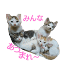 にゃるまげスタンプ2（個別スタンプ：15）