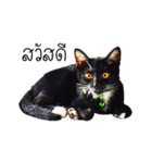 Haquille The Cat（個別スタンプ：1）