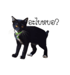 Haquille The Cat（個別スタンプ：2）