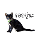 Haquille The Cat（個別スタンプ：3）