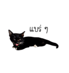 Haquille The Cat（個別スタンプ：4）