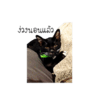 Haquille The Cat（個別スタンプ：6）
