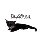 Haquille The Cat（個別スタンプ：7）