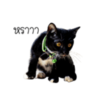 Haquille The Cat（個別スタンプ：10）