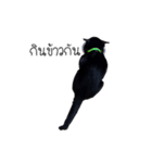 Haquille The Cat（個別スタンプ：11）