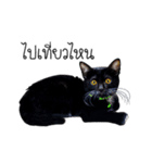 Haquille The Cat（個別スタンプ：12）