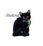 Haquille The Cat（個別スタンプ：13）