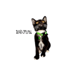 Haquille The Cat（個別スタンプ：14）