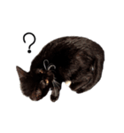 Haquille The Cat（個別スタンプ：15）