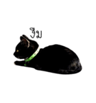 Haquille The Cat（個別スタンプ：16）